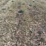 Switchgrass plot at Headley Hall, April 2025