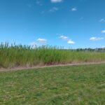 Willow variety trial at Headley Hall, April 2025