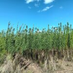 Willow variety trial at Headley Hall, April 2025