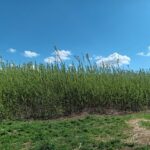 SRC Willow at Headley Hall, April 2025