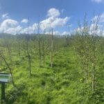 Alder at Hillsborough, April 2025
