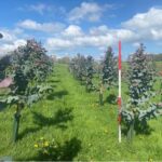 Hillsborough - SRF Eucalyptus trees are growing very well