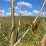 Hillsborough - Small leaves emerging on all varieites of SRC Poplar
