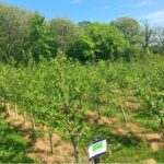 Alder at Aberystwyth, April 2025