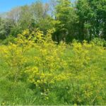 Black Locust at Aberystwyth, April 2025