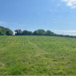 Miscanthus variety trials at Aberystwyth, April 2025