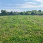 Reed Canary Grass at Aberystwyth, April 2025