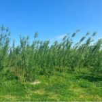 Willow at Aberystwyth, April 2025