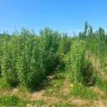 Willow variety trial at Aberystwyth, April 2025