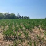 Miscanthus giganteus at Aberystwyth, April 2025