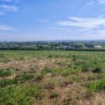 2023 Miscanthus variety trial at Boghall, April 2025