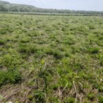 Miscanthus Athena at Auchincruive, April 2025