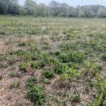 Miscanthus giganteus at Auchincruive, April 2025