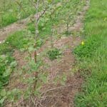 Alder at North Wyke, April 2025