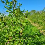 Alder, North Wyke, April 2025