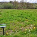 Reed Canary Grass at North Wyke, April 2025