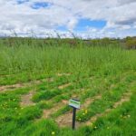 SRC Willow at North Wyke, April 2025