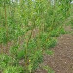 Willow at North Wyke, April 2025