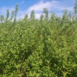Willow at Boghall, April 2025