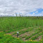 Willow at North Wyke, April 2025