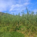 Willow variety trial at Boghall