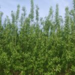 Willow at Auchincruive, April 2025