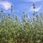Willow at Boghall, April 2025