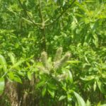 Willow catkins