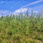Willow variety trial at Boghall