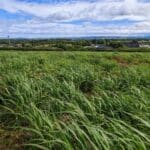 2023 Miscanthus variety trial at Boghall, May 2025