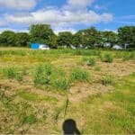 2023 Miscanthus variety trial at North Wyke, May 2025
