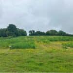 2023 Miscanthus variety trial at Aberystwyth, May 2025