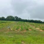2024 Miscanthus variety trial at Aberystwyth, May 2025