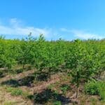 Alder at Headley Hall, May 2025
