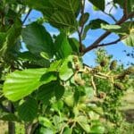 Alder at North Wyke, May 2025