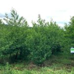 Alder at Auchincruive, May 2025