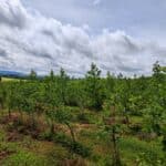 Alder at Boghall, May 2025