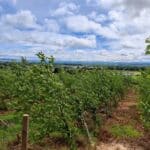 Alder at Boghall, May 2025