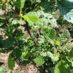 Insect damage on Alder at Headley Hall, May 2025