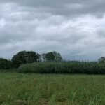 Miscanthus Athena, Auchincruive, May 2025