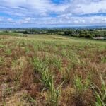 Miscanthus Athena, Boghall, May 2025