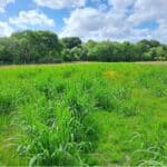 Miscanthus Athena, North Wyke, May 2025