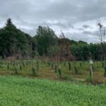 Eucalyptus at Auchincruive, May 20925