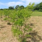 Black Locust at Aberystwyth, May 2025