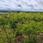 Black Locust at Boghall, May 2025