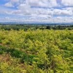Black Locust at Boghall, May 2025