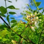 Black Locust Flower at North Wyke, May 2025