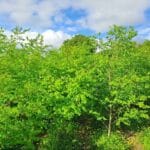 Black Locust at North Wyke, May 2025