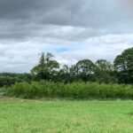 Black Locust plot at Auchincruive, May 2025