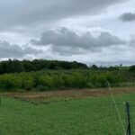 Electric Fence and Black Locust Plot at Auchincruive, May 2025